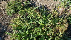 Rumex triangulivalvis