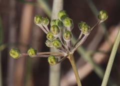 Gomphocarpus filiformis