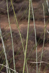 Gomphocarpus filiformis