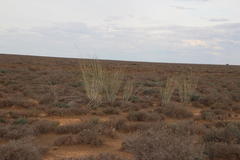 Gomphocarpus filiformis