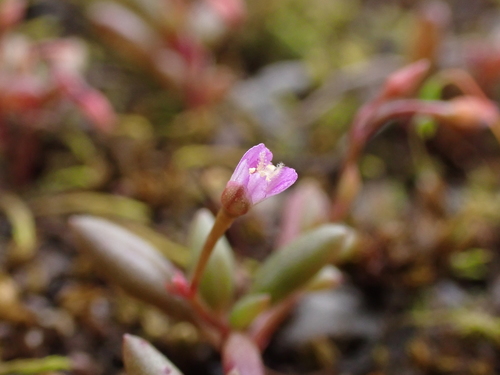 Image of Calandrinia calyptrata by (c) Nina Kerr, some rights reserved (CC BY)