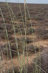 Gomphocarpus filiformis