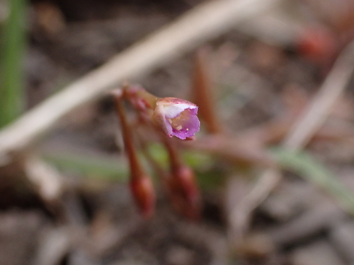Image of Calandrinia calyptrata by (c) Nina Kerr, some rights reserved (CC BY)