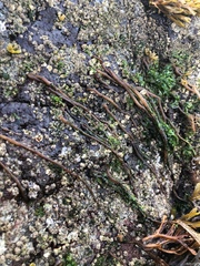 Nemalion vermiculare