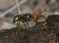 Senopterina caerulescens