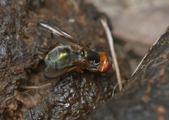Senopterina caerulescens