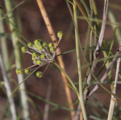 Gomphocarpus filiformis
