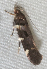 Macrobathra ceraunobola