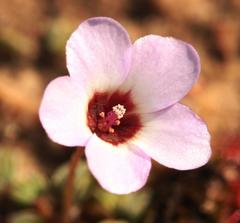Oxalis oculifera
