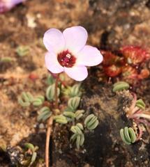 Oxalis oculifera