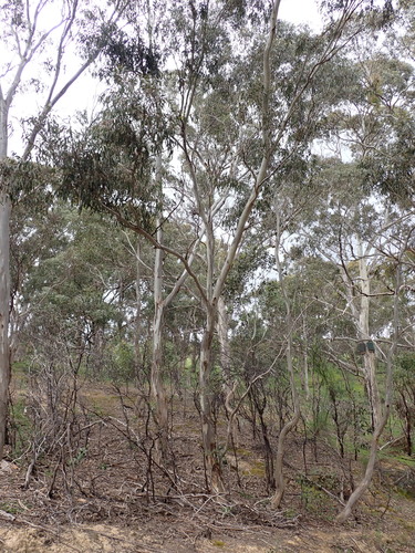 Eucalyptus leucoxylon