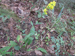 Solidago virgaurea asiatica