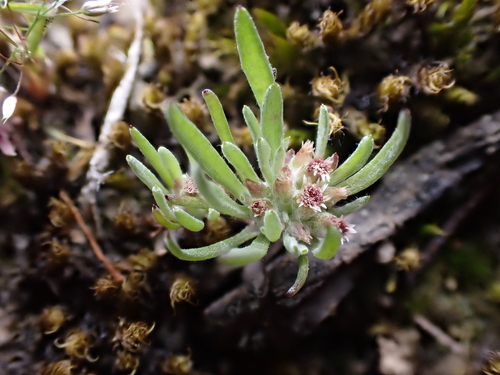 Image of Gnaphalium indutum by (c) Nina Kerr, some rights reserved (CC BY)