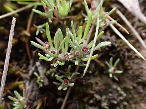 Image of Gnaphalium indutum by (c) Nina Kerr, some rights reserved (CC BY)