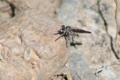 Stackelberginia cerberus