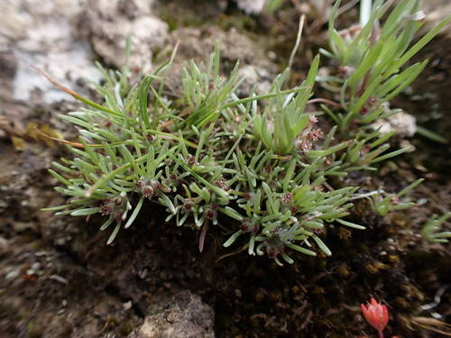 Image of Gnaphalium indutum by (c) Nina Kerr, some rights reserved (CC BY)
