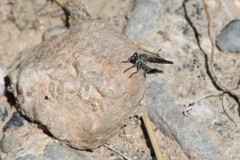 Stackelberginia cerberus