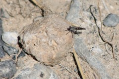 Stackelberginia cerberus