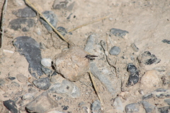 Stackelberginia cerberus