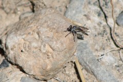 Stackelberginia cerberus