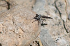 Stackelberginia cerberus