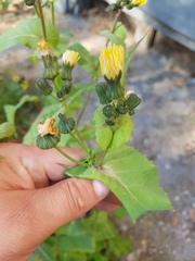 Sonchus oleraceus