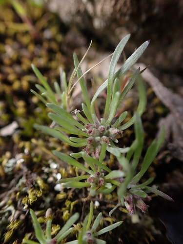 Image of Gnaphalium indutum by (c) Nina Kerr, some rights reserved (CC BY)