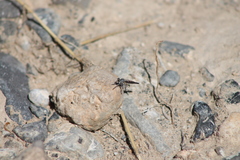 Stackelberginia cerberus