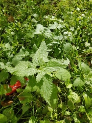 Urtica dioica