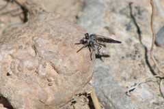 Stackelberginia cerberus