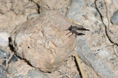Stackelberginia cerberus