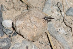 Stackelberginia cerberus