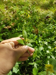 Sisymbrium officinale