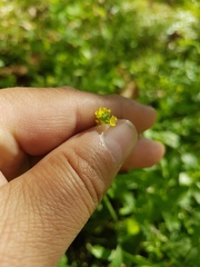Sisymbrium officinale