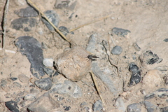 Stackelberginia cerberus
