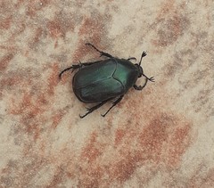 Cotinis antonii