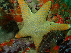 Callopatiria formosa