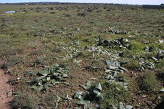 Brunsvigia bosmaniae
