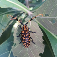 Aristobia reticulator