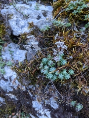 Sedum atratum