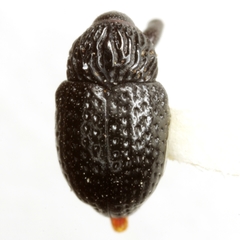 Chalcodermus inaequicollis