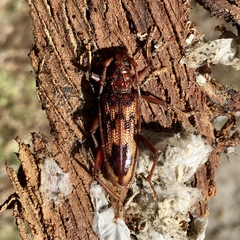 Phoracantha synonyma