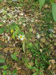 Tripleurospermum inodorum