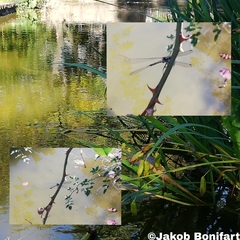 Chalcolestes viridis