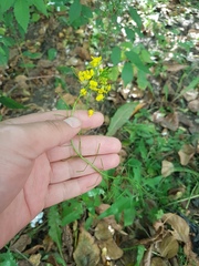 Sisymbrium loeselii