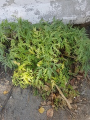 Urtica cannabina