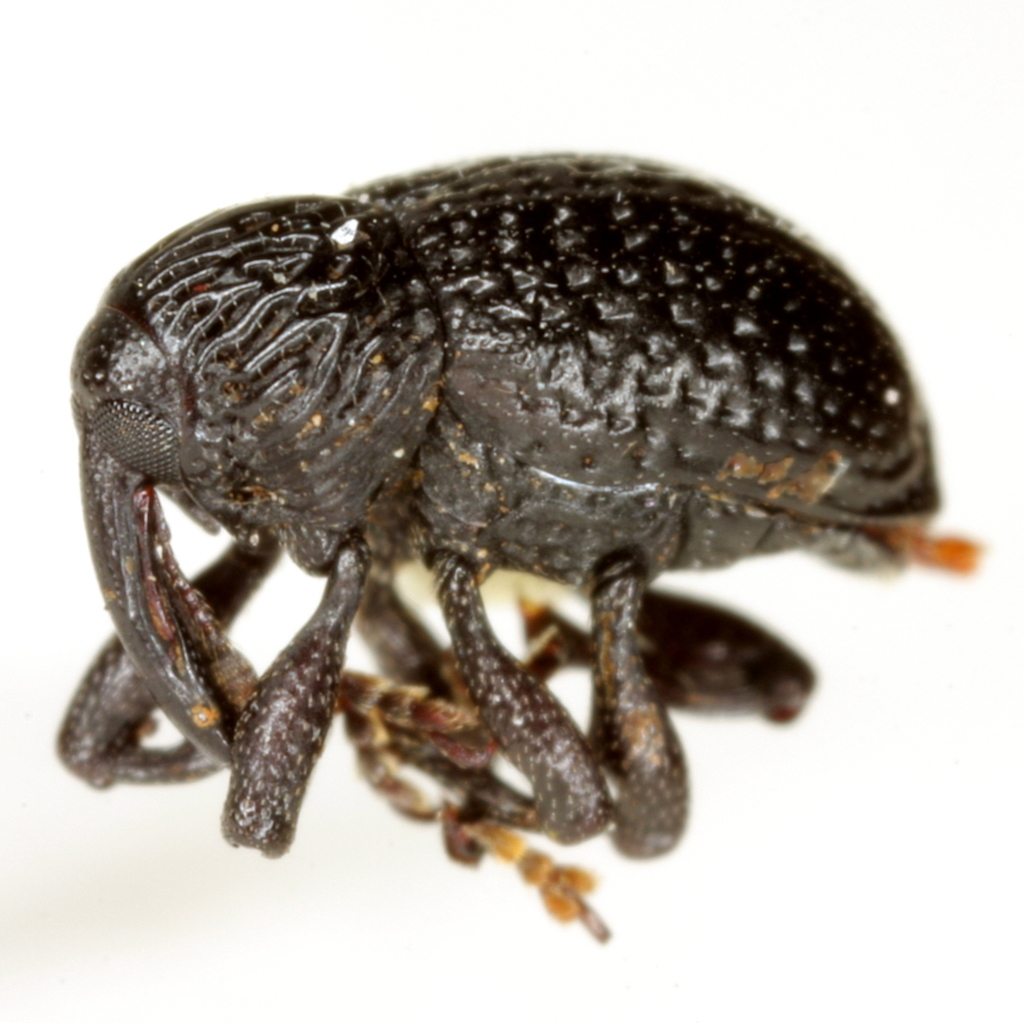 Chalcodermus