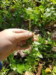 Sisymbrium officinale