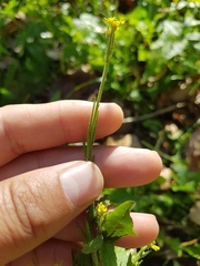 Sisymbrium officinale