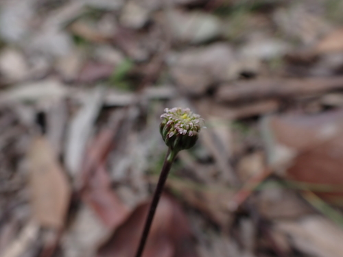 Image of Lagenophora gunniana by (c) Nina Kerr, some rights reserved (CC BY)